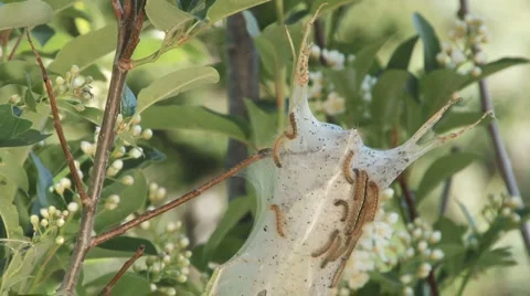 Tent Caterpillar Stock Footage 2628772