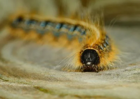 Tent caterpillar Stock Photos