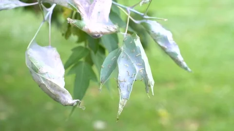 Tent Caterpillars building nests in a small tree Stock Footage 133250058