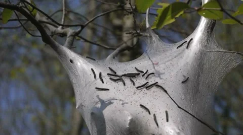Tent Caterpillars Video stock 2823581