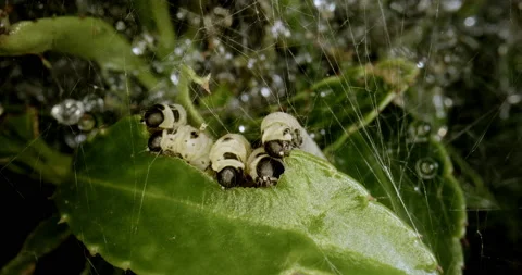 Tent Caterpillars Gorging on a Leaf Video stock 205913078