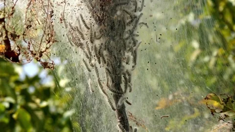 Tent Caterpillars moving around - macro - 4k Stock-Footage 283994384