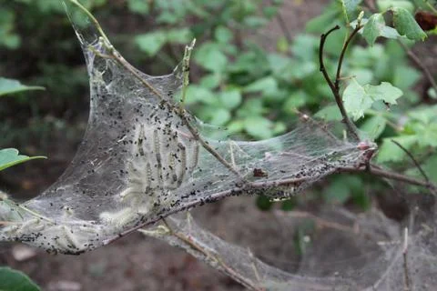 Tent Caterpillars Stock Photos