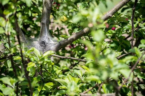 Tent Caterpillars Stock Photos