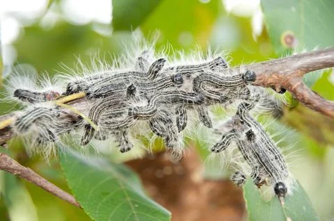 Tent Caterpillars Stock Photos