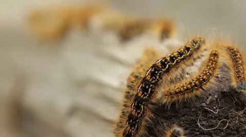Tent caterpillars with wasp’s eggs in their foreheads Stock Footage 59121875