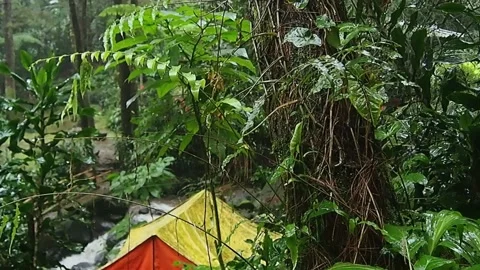 Tent in forest Stock Footage 227357933