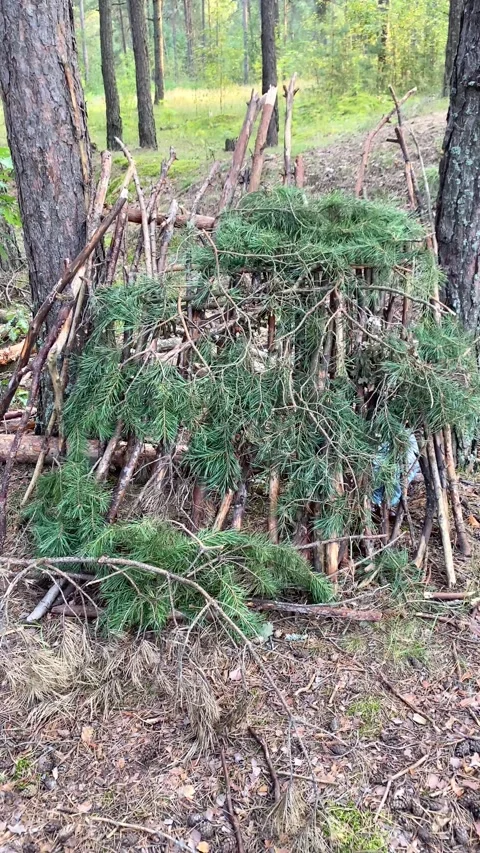 A tent made of tree branches in the forest. Vertical video Stock Footage 284003293