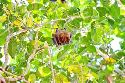 Tent-making bat hanging from a tree  Foto stock