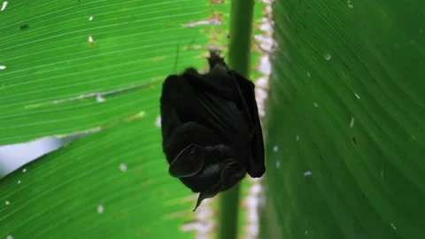 Tent making Bat hanging under leaf in lowland rainforest close up Stock Footage 158937705