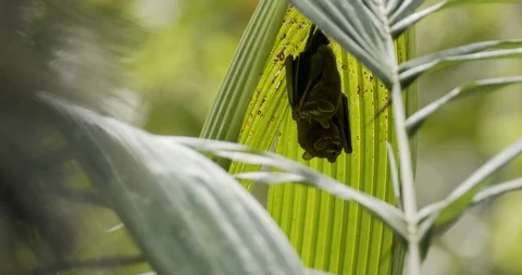 Tent-making Bat Pair of Bats Hanging Ups... | Stock Video | Pond5