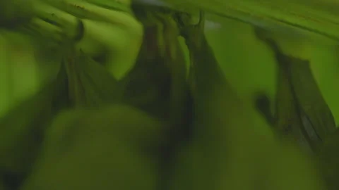 Tent making bats extreme closeup feet Amazon Rainforest wildlife Stock Footage 274517098