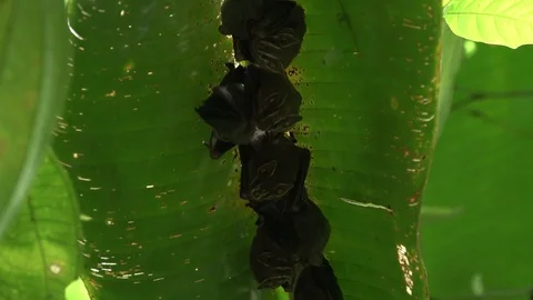 Tent making Bats group hang under leaf and move in lowland rainforest Stock Footage 114019665