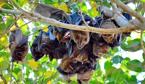 Tent-making bats hanging from a tree  Stock Photos