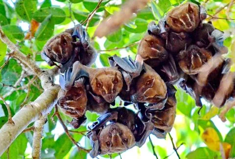 Tent-making bats hanging from a tree  Stock Photos