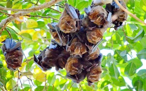 Tent-making bats hanging from a tree  Stock Photos