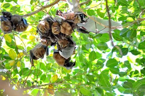 Tent-making bats hanging from a tree  Stock Photos