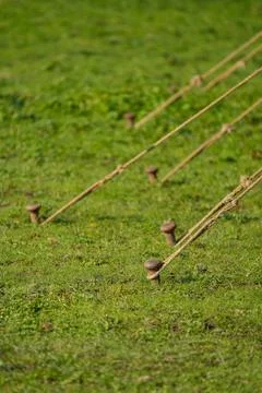 Tent pegs Foto stock