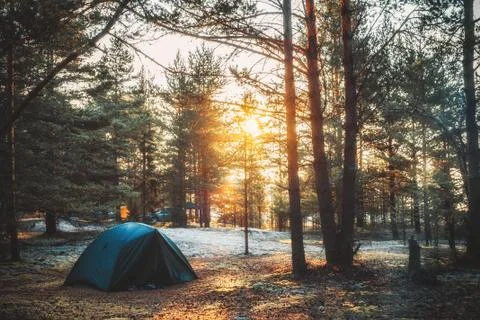 Tent in a pine forest on sunset Stock Photos