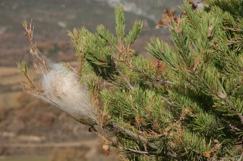 Tent of the pine processionary. Stock Photos