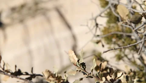 Tent Rock 1241 Video stock 1030618