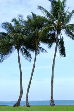 Tent under palm trees Stock Photos