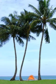 Tent under palm trees Stock Photos