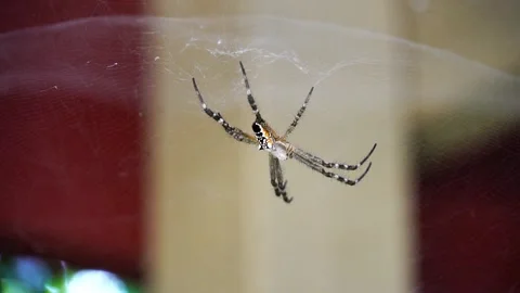 Tent-web spider on its unique web in Queensland Australia, close up Stock Footage 144418649