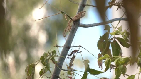 Tent worm infested tree nest with little larva inside Stock Footage 330344392