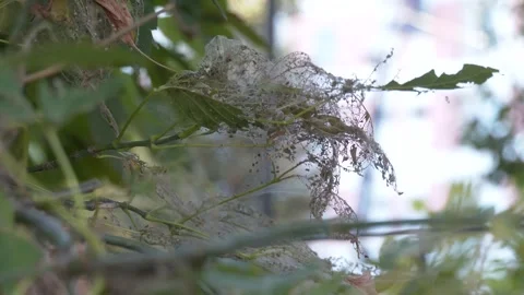 Tent worm infested tree nest with little larva inside Stock-Footage 330345249