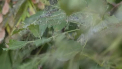 Tent worm infested tree nest with little larva inside Video stock 330345912