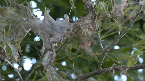 Tent worm infested tree nest with little larva inside Stock-Footage 330346314