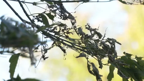 Tent worm infested tree nest with little larva inside Stock-Footage 330346905