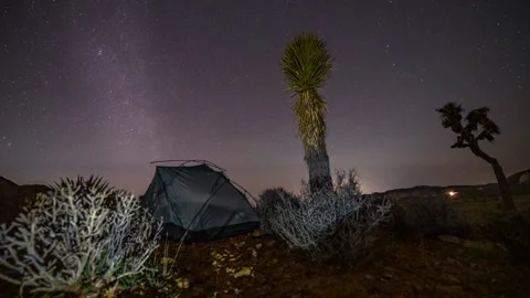 Tent, Yucca, and Lit Cholla Under Dense Joshua Tree Star Field Vídeos de archivo 327542196