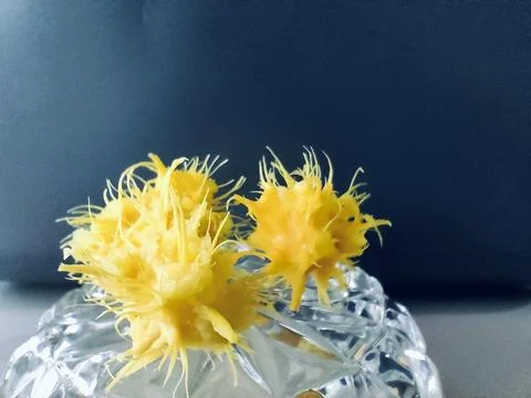 Tentacle-like ambarella seeds Stock Photos
