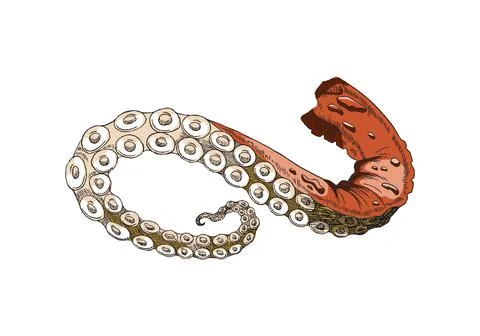 Tentacle of an octopus or cuttlefish. Cut squid sea food, red leg with suckers Stock-Illustration