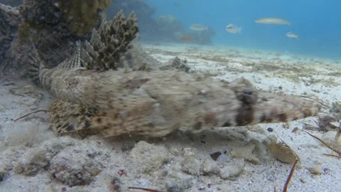Tentacled flathead fish in the Red Sea. Underwater video Video stock 300047966