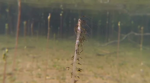 Tentacled freshwater polyps in a lake Stock Footage 44341803