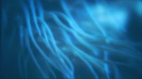 Tentacles of an anemone. Underwater shot. Stock Footage 44560901