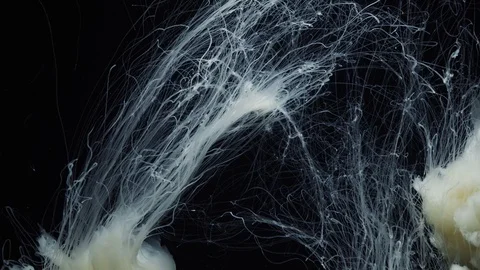 Tentacles jellyfish close up on black background Stock Footage 119785985