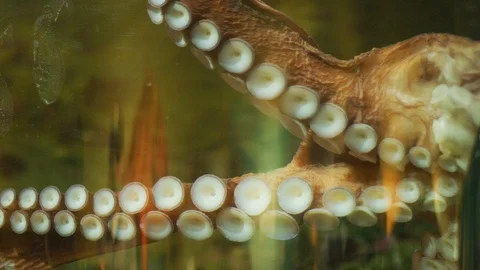 Tentacles of octopus in aquarium Stock Footage 100038873