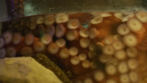 Tentacles of octopus in aquarium Stock Footage 100039385