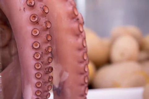 Tentacles of the octopus closeup Stock Photos