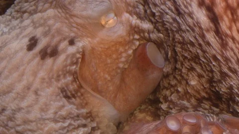 Tentacles of the octopus Stock Footage 99079791