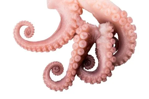 Tentacles of octopus isolated on white background Stock Photos
