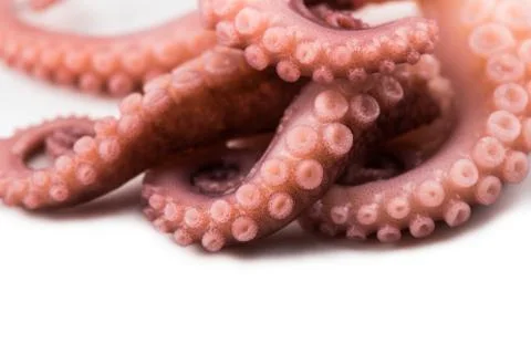 Tentacles of octopus isolated on white background Stock Photos