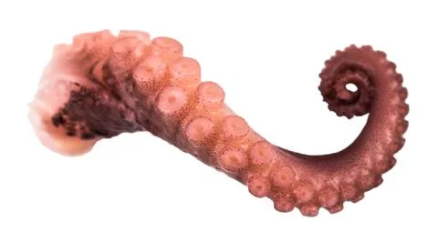 Tentacles of octopus isolated on white background Stock Photos