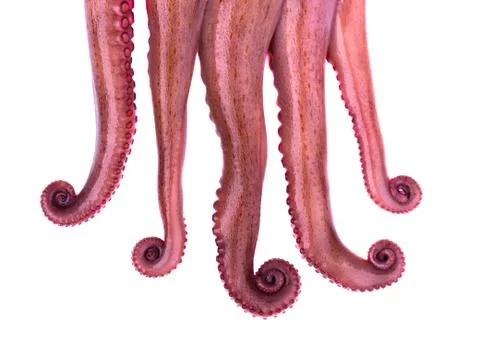 Tentacles of octopus isolated on white background Stock Photos