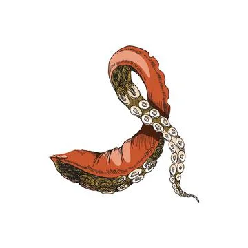 Tentacles of octopus or devilfish vintage colorful vector illustration isolated. Stock Illustration