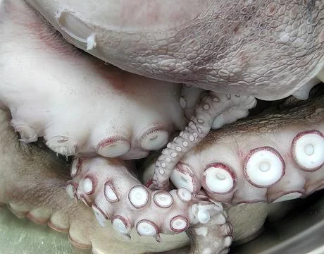 Tentacles of an octopus Stock Photos